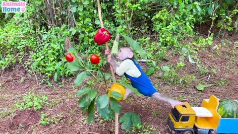 Dad helps baby monkey Obi harvest watermelons to make yogurt