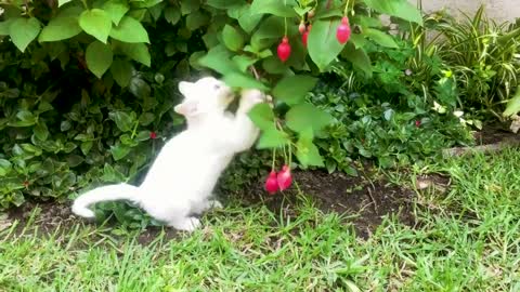 very cute random videos