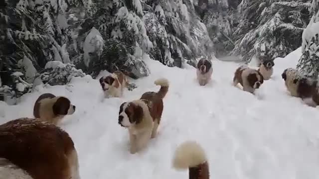 Cute Doggo Avalanche!!! 🐶❄️☃️🧊