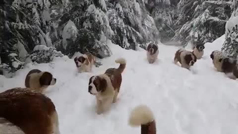 Cute Doggo Avalanche!!! 🐶❄️☃️🧊