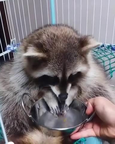 Delicado mapache limpia la comida antes de comerla