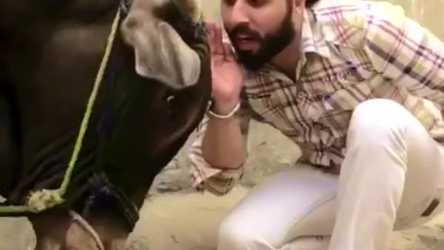 Funny cow