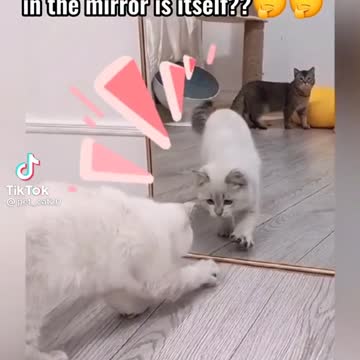 قطة تتعارك مع نفسها على المرئة