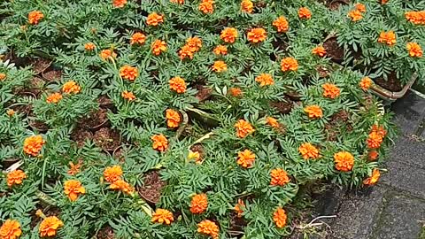 a lot of carnasia flower in pot