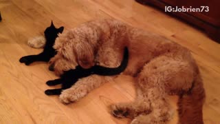 Black cat and brown dog sleep next to each other