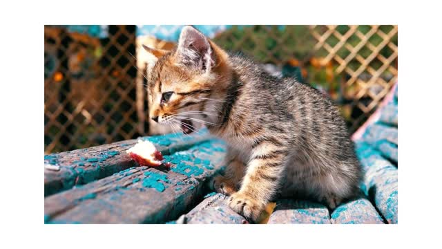 cute pet,cat leaving,so beautiful,loving pets