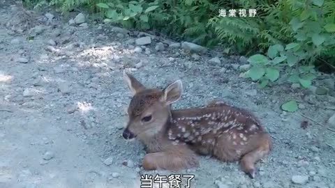 Sika deer