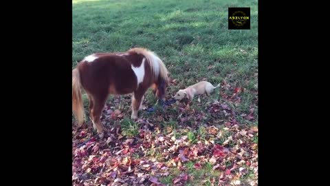 This is what happens when pets get hyper!!