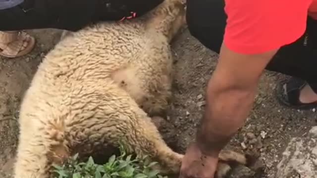 Real sheep slaughter