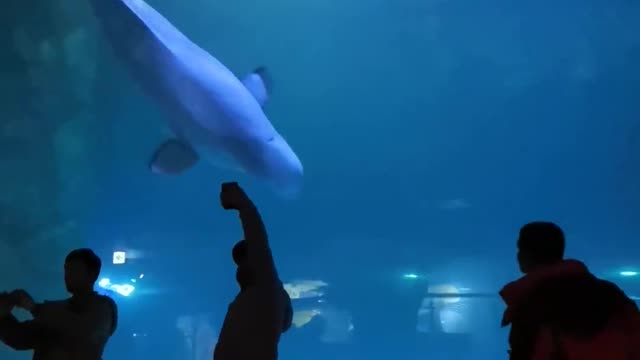 Lotte Tower Aquarium, which even foreigners love