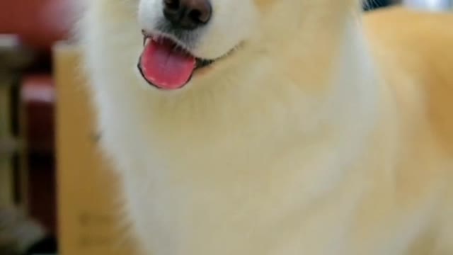The puppy only knows that you have opened the door for it and it wants to love you well