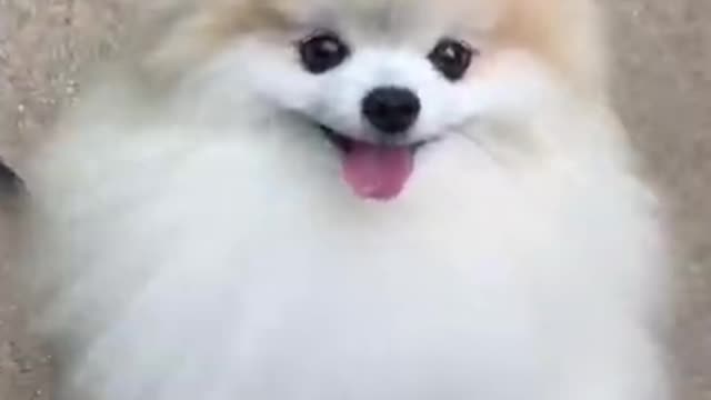 A cute dog