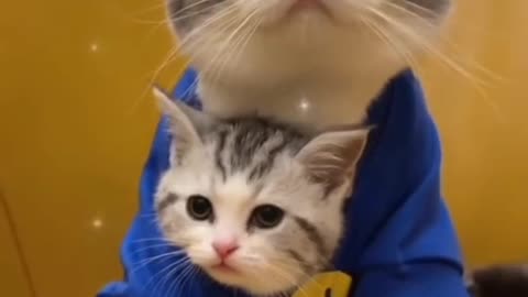Super hiper kitten 🤣👏