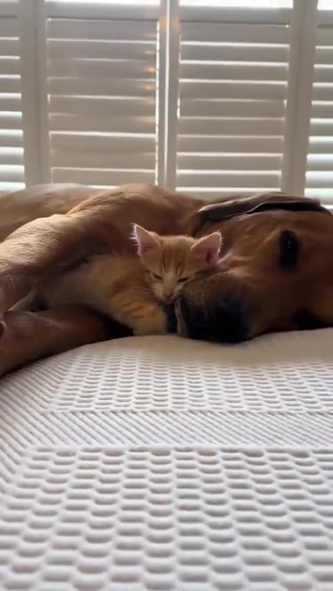 cat caturday dog love is air 😍💘