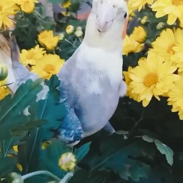 o passarinho cantando e assobiando