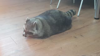 Raccoon is playing with a ball with snacks in it.