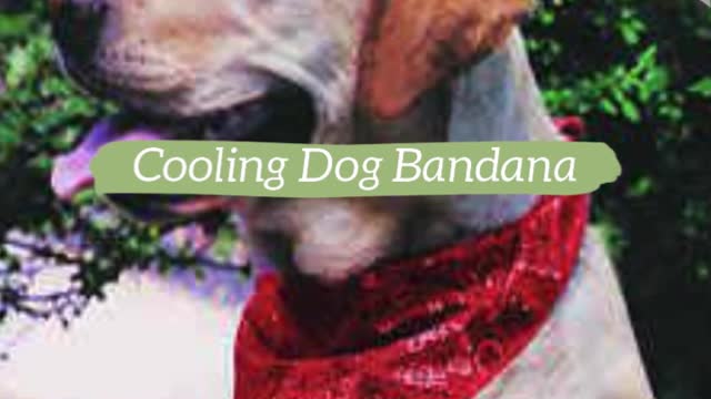 Dog Cooling Products