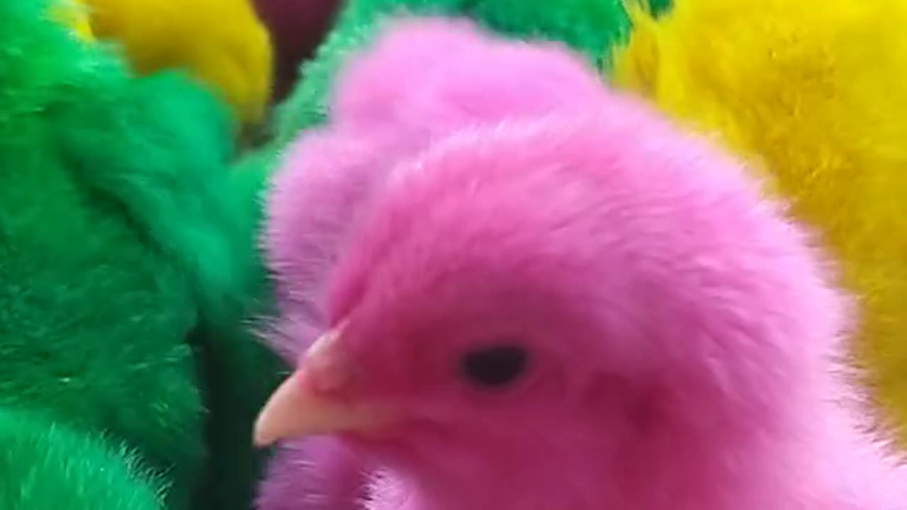 Baby Chicks