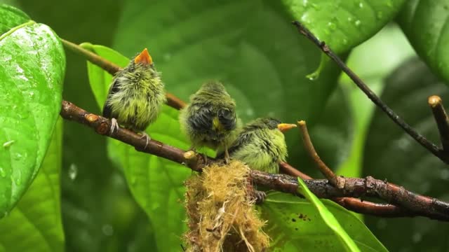beautiful animals