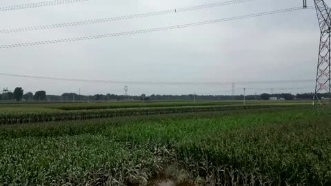 Drone view of flood-ravaged crops in north China