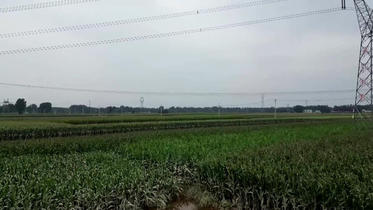 Drone view of flood-ravaged crops in north China