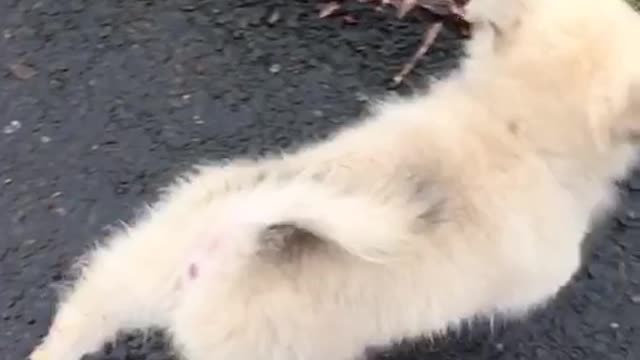 Cat / dog??