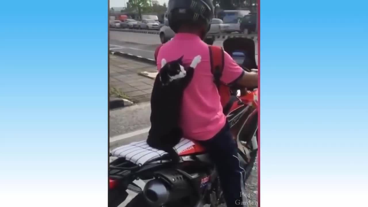 Compilation of cute pets and funny animals video 02