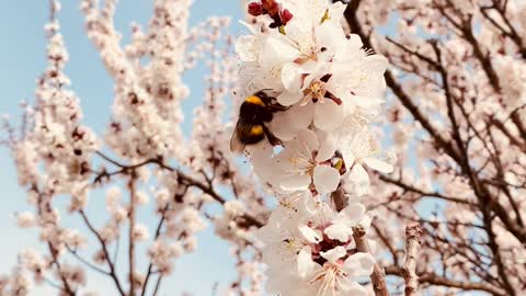 /close-up-of-bees-over-blossoms-