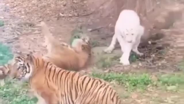 This will blow your mind white vs yellow tiger