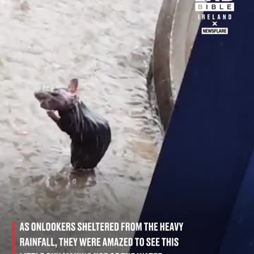 Little mouse has a shower in the rain