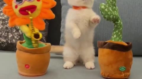 Dancing kitten!