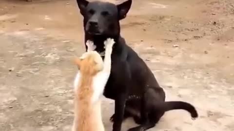 OMG So Cute Best Funny Cat Videos