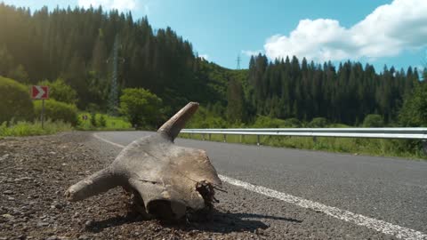 Skull of cow with horns lies on the road