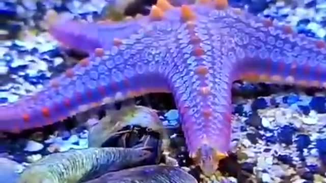 Starfish have thorns on their bodies