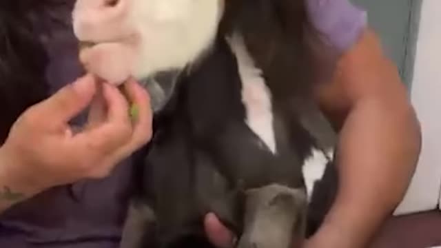 Smallest Horse In The World Tries To Follow His Dad To Work