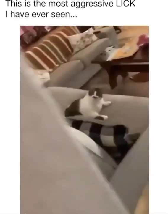 Cat does the most aggressive lick ever recorded