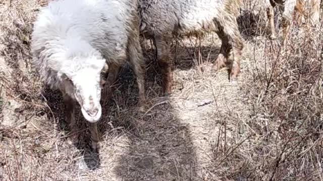beautiful videos for animals funny 🙏👍️