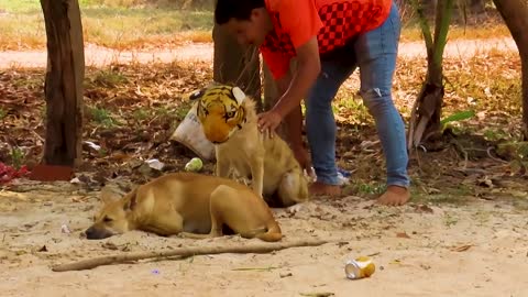 Tiger Mask Prank Funny Dog