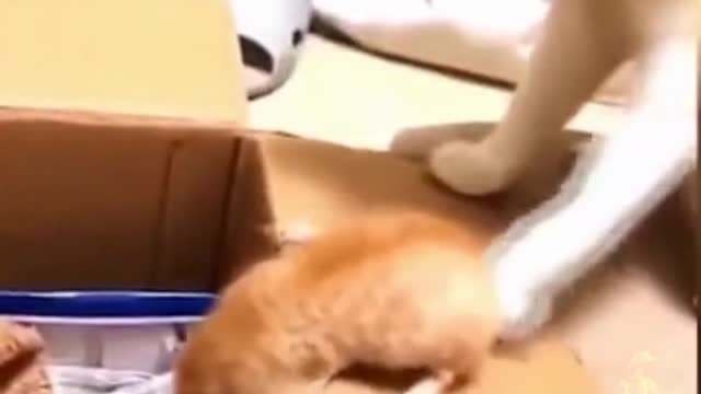 Cute 🐶 and dog 🐶 funny video 📹