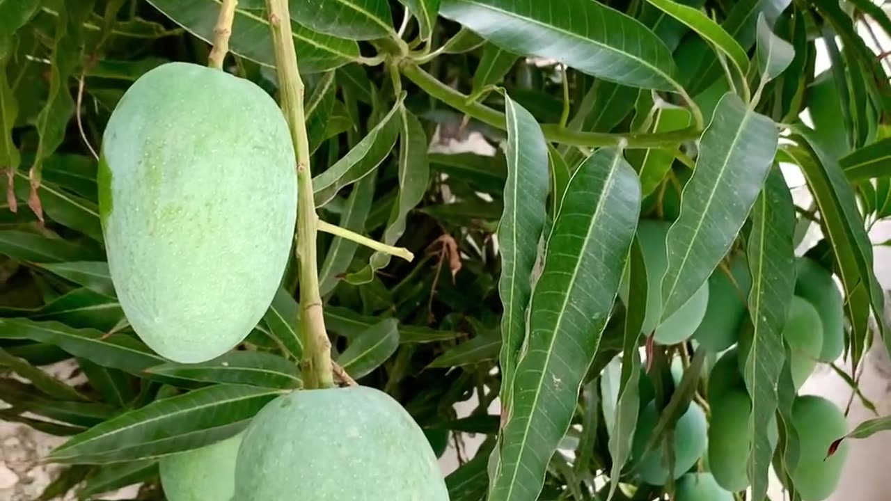 Mango