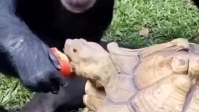 Lovely chimpanzee with big turtle 🐢🐢🐢🐢