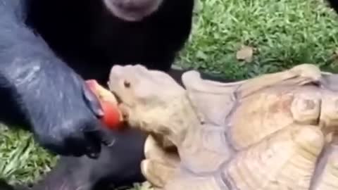 Lovely chimpanzee with big turtle 🐢🐢🐢🐢