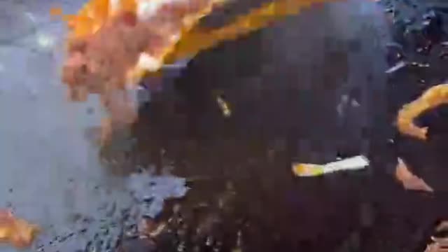 tacos