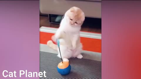 Funny Cats Video Compilation ,Video