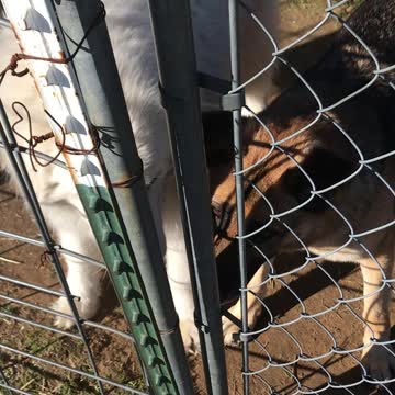 Wulfie and Coach load up