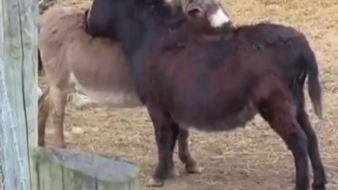 Funny Donkey Compilation