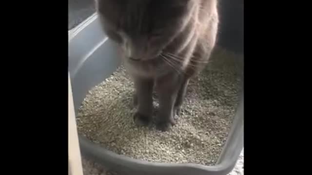 Funniest cat - dont try to hold back laughter