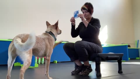 Red Heeler Reads Cue Cards