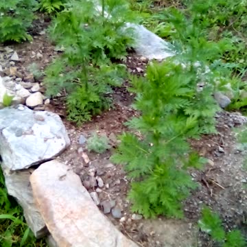 Artemisia annua garden.