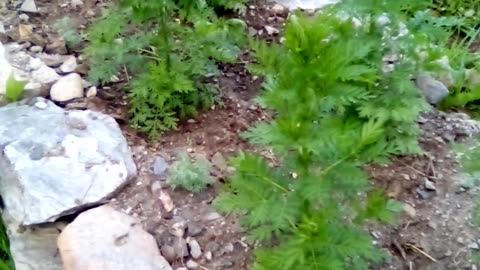 Artemisia annua garden.